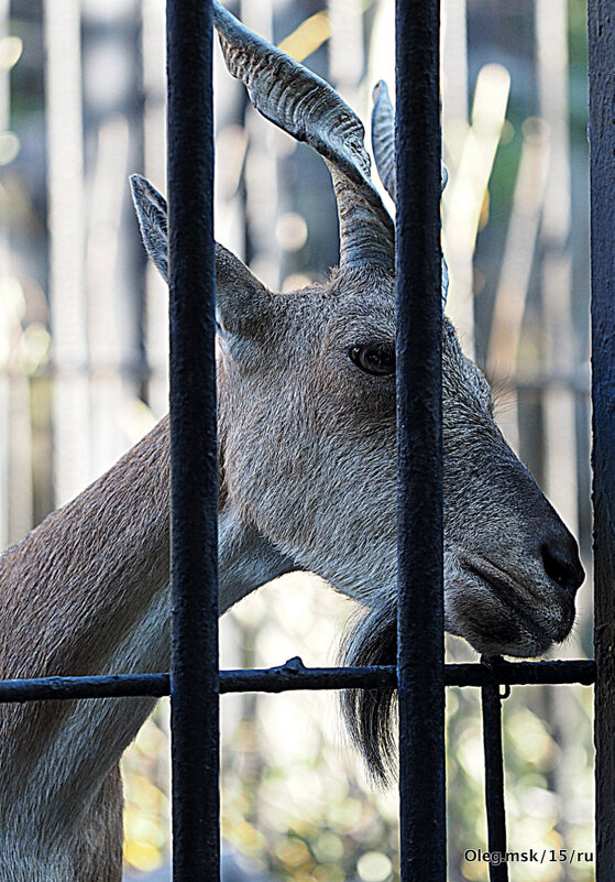 живу за решеткой - Олег Лукьянов