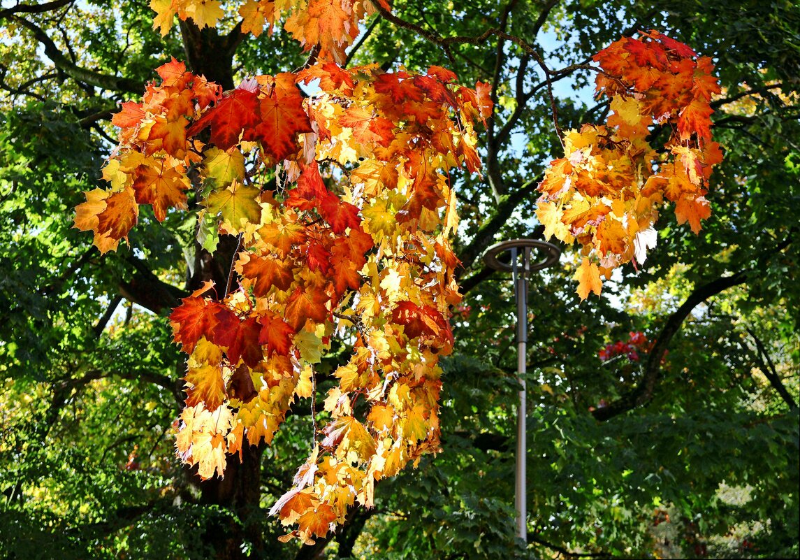 Золото клена - Сергей Карачин