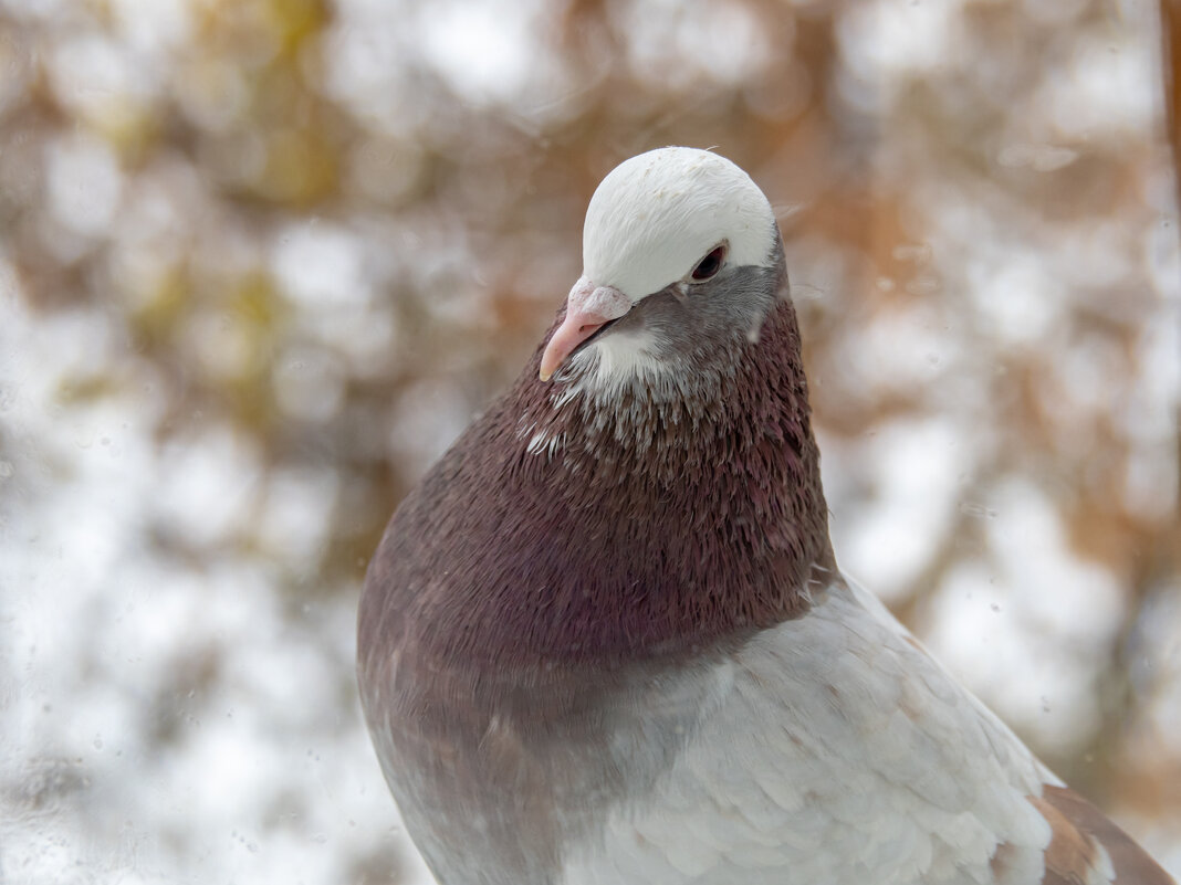 Доня - Игорь Волков