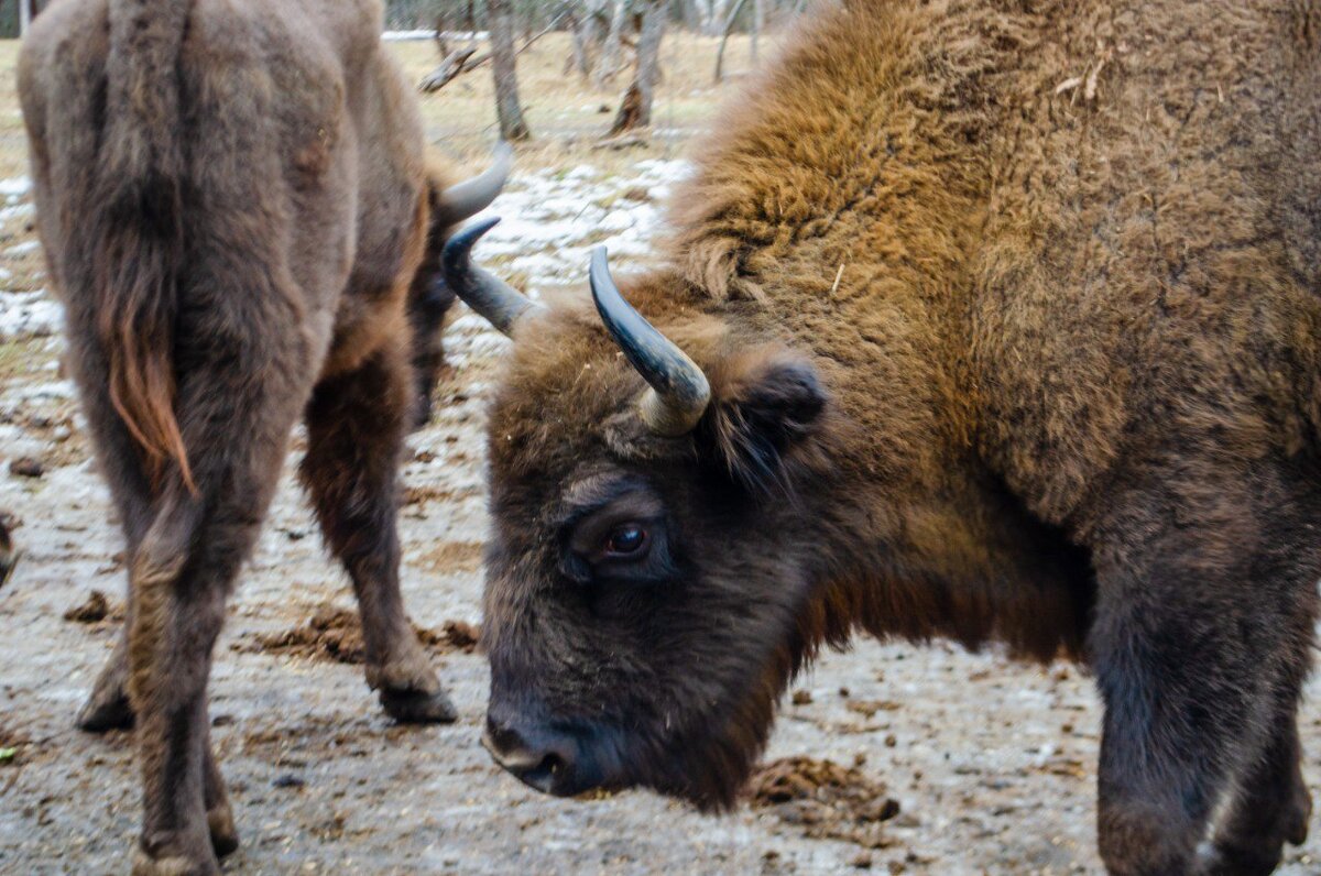 Зубры - Галина Ложечникова