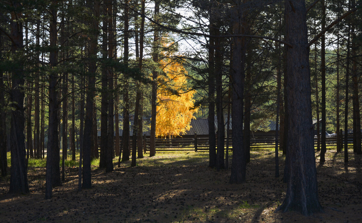 * - Наталья Покацкая