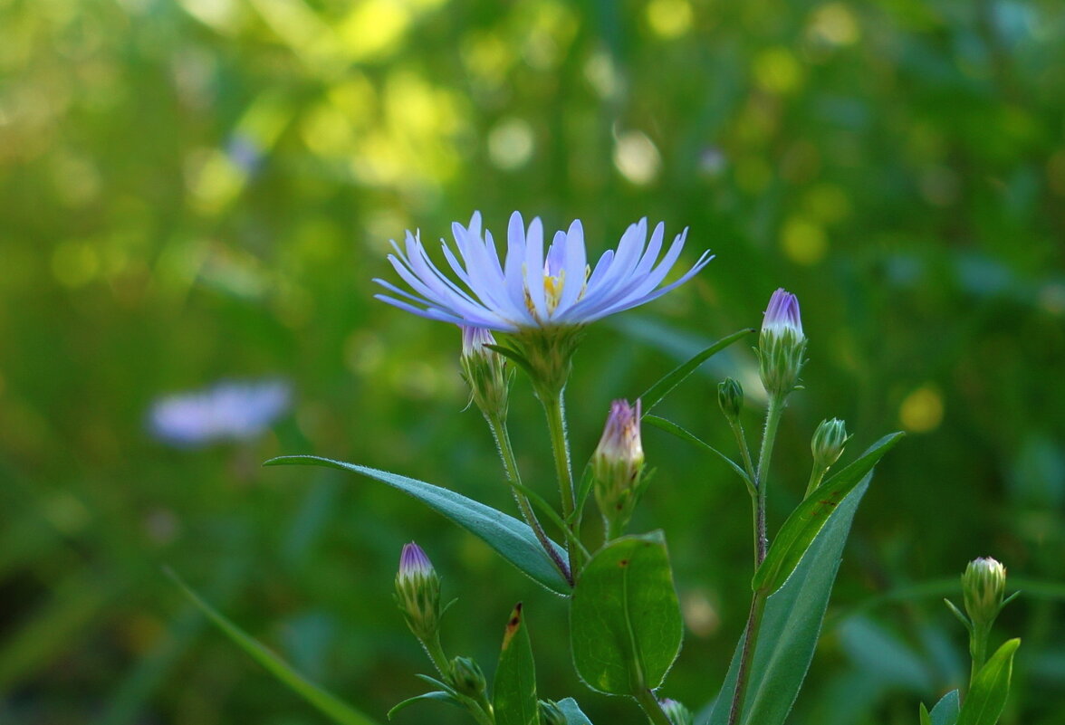 Летняя  красота - Нэлли Обертынская