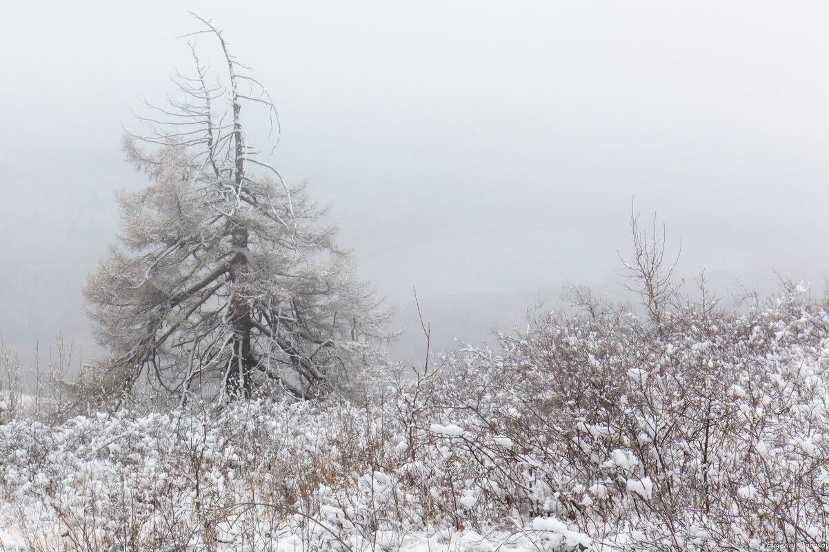 Дыхание зимы - Евгений Тарасов 