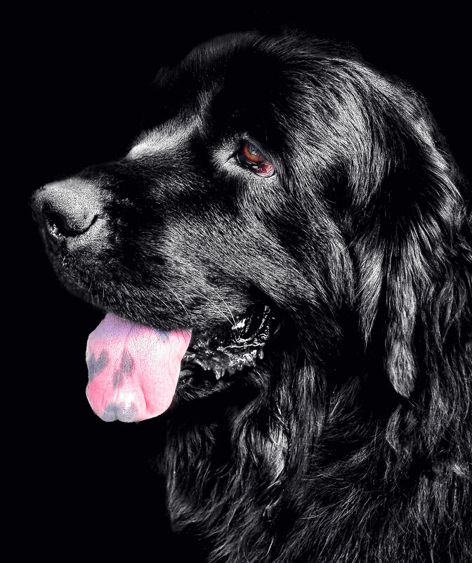 Черныш - Игорь 