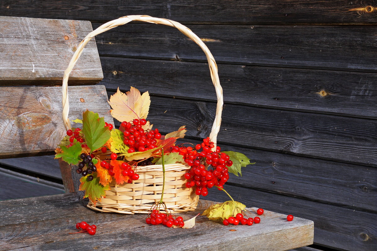 Присела  осень  на  скамейку ... - Нэлли Обертынская