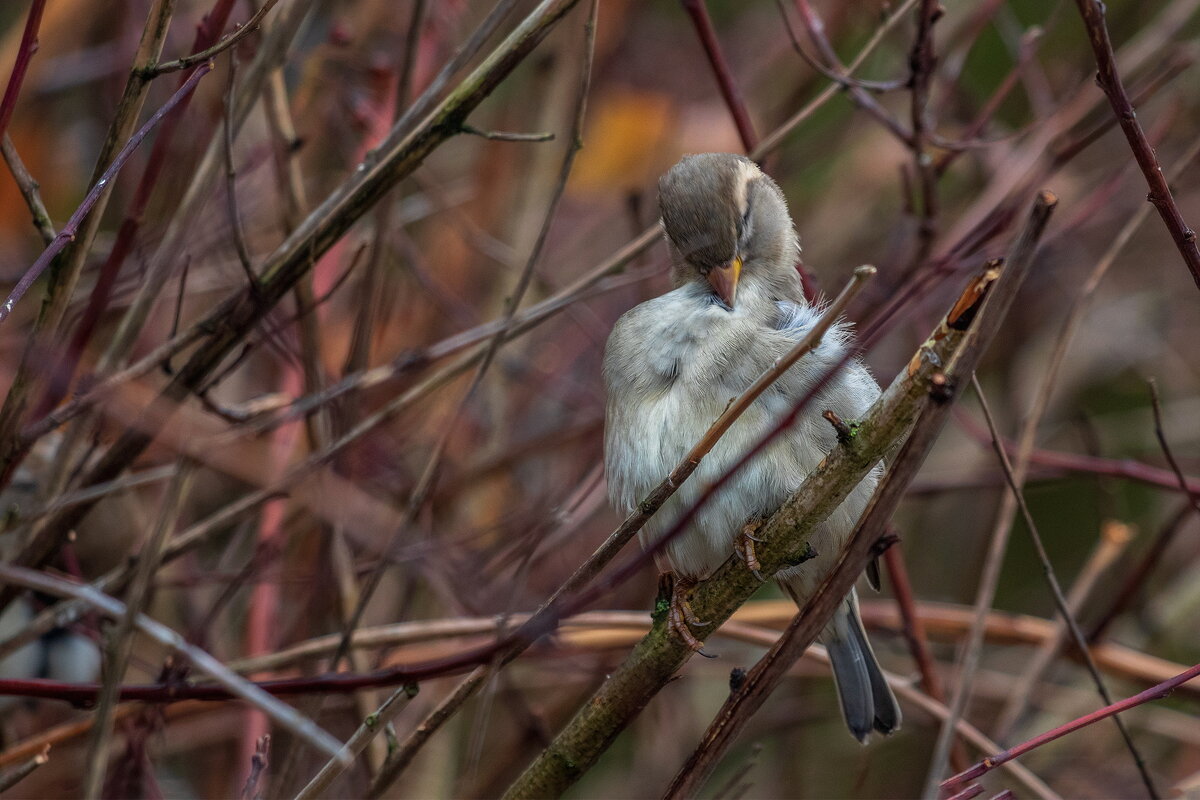 Чистюля. - Анатолий. Chesnavik.
