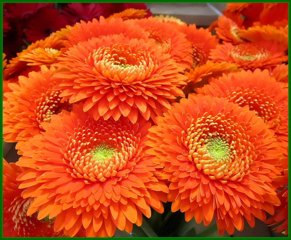 Гербера-цветок счастья и успеха - Ольга Довженко