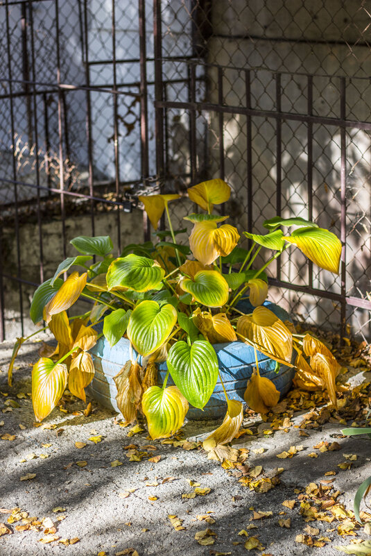Каскад - Коля Лукашов