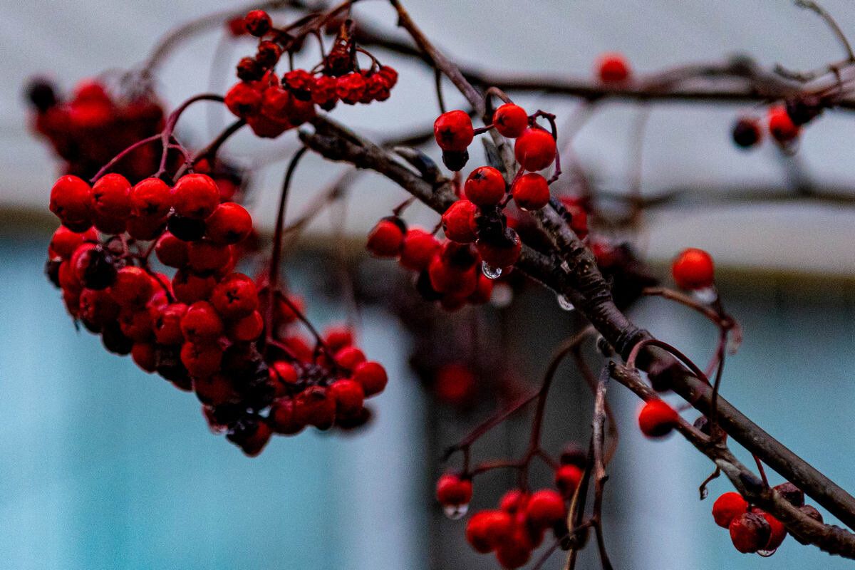 рябина - Дмитрий Лупандин