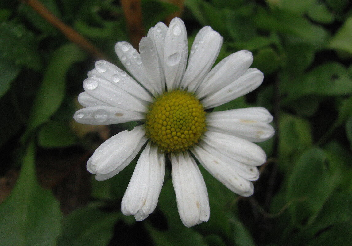 Ноябрьская красотка - Людмила Смородинская