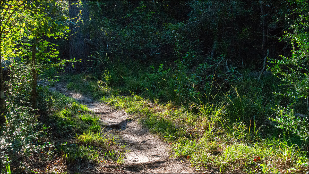 Тропинка - **** vedin