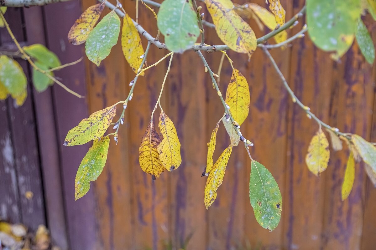 Теплый ноябрь - Валерий Иванович