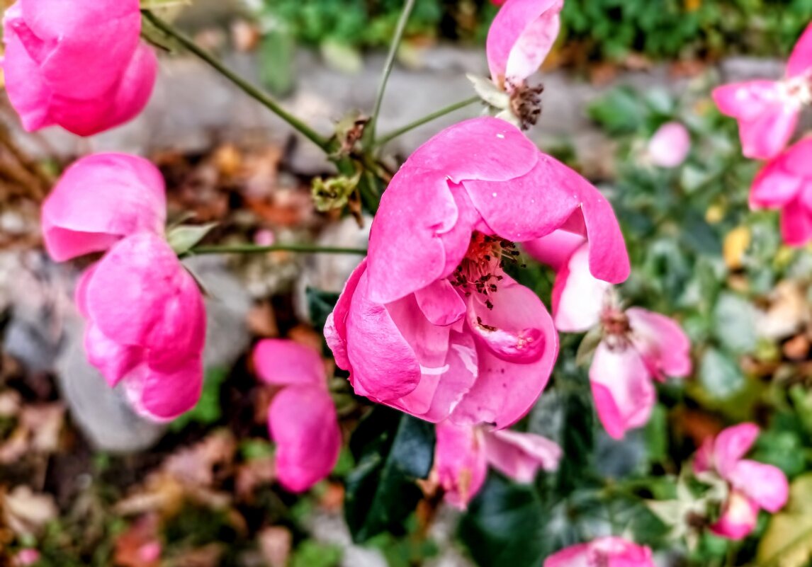 Шиповник - Veera V