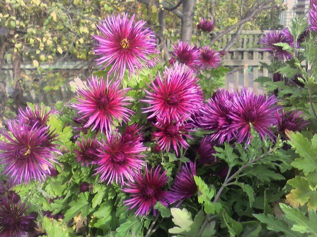 Наши хризантемы - Наталья 