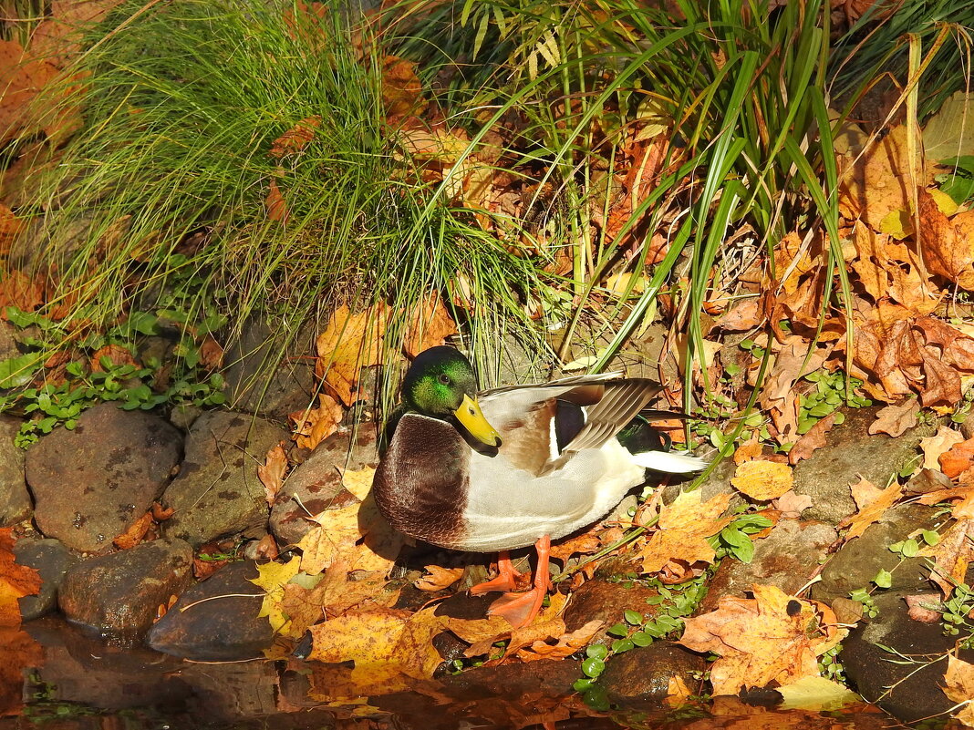 осень - ИННА ПОРОХОВА