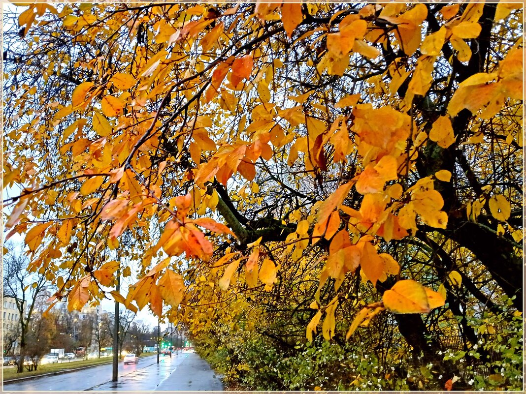 Краски ноября. - Лия ☼