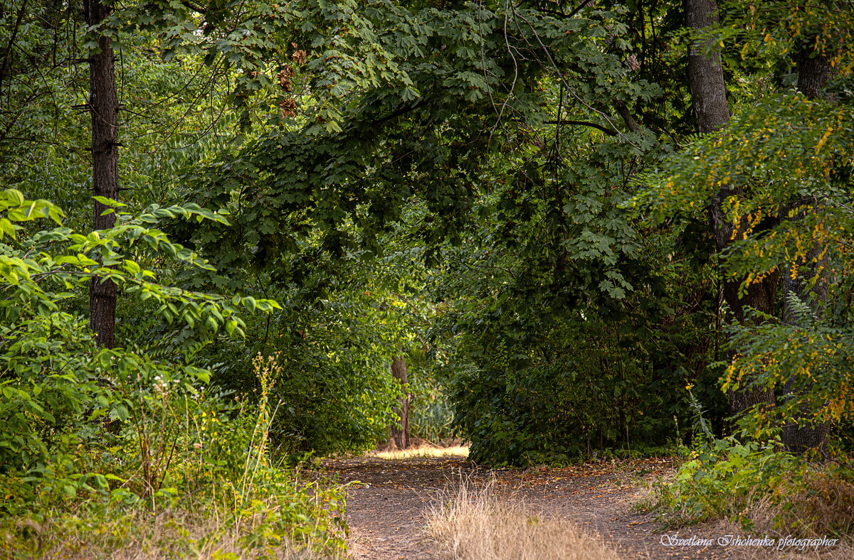 Свет в конце зелёного тоннеля - Светлана Ищенко