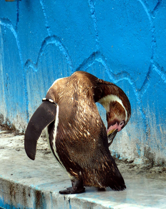 Пингвин. - nadyasilyuk Вознюк