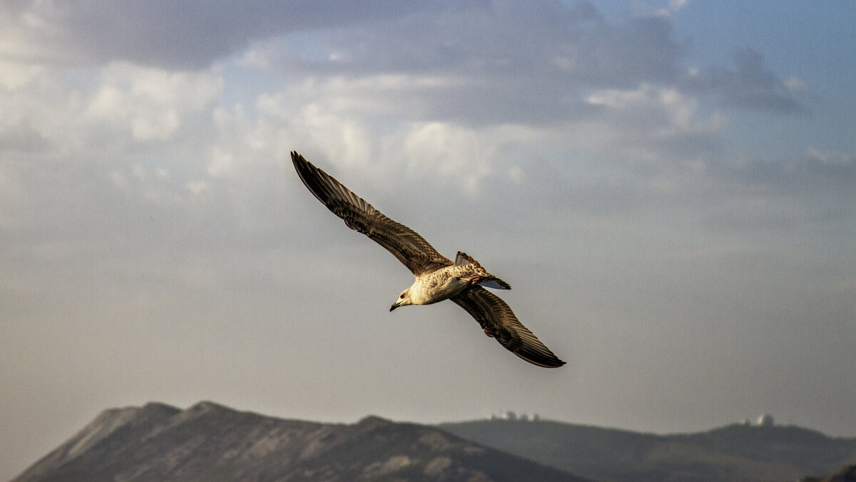Чайка, горы, облака ;-) - Алексей Пышненко