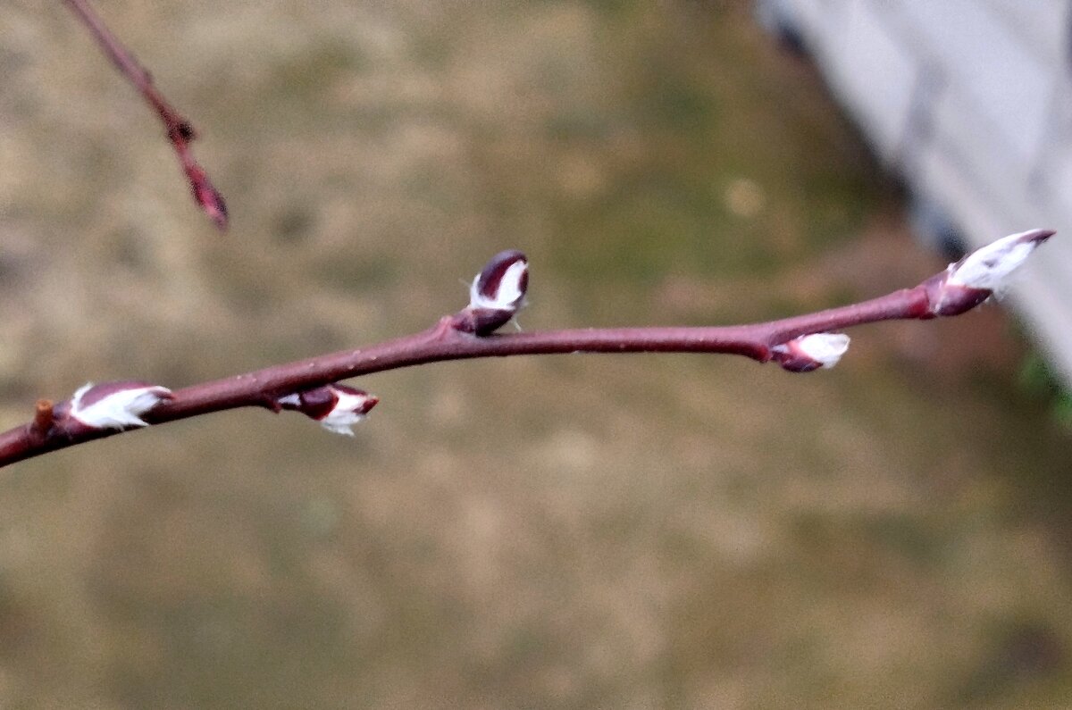 Ноябрь,ты ли это? - светлана льдокова