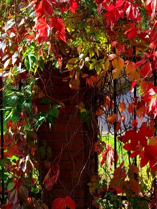 Девичий виноград - светлана льдокова