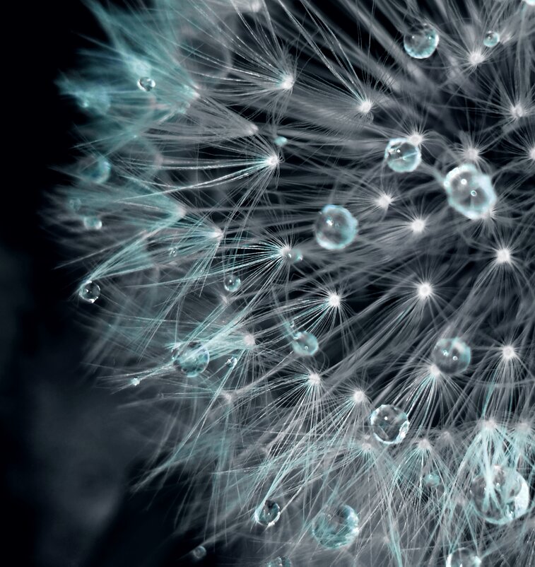 Одуванчик - светлана льдокова