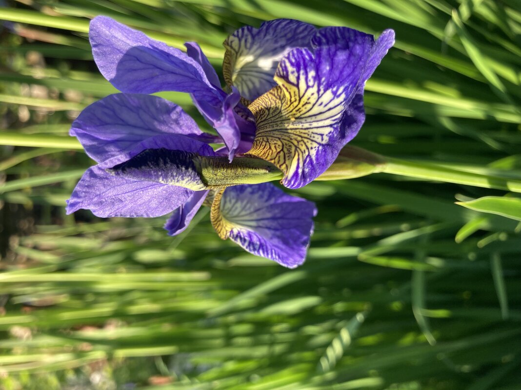 Ирис - Ольга Савельева 