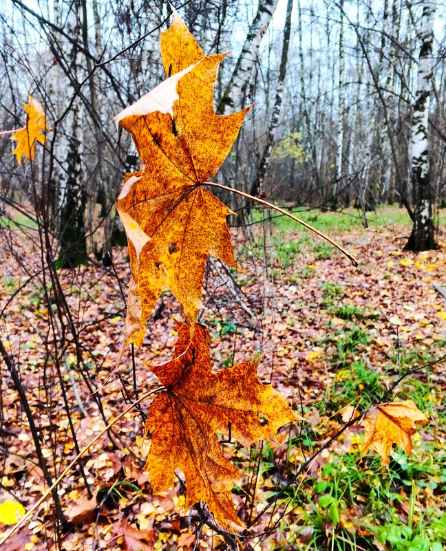 Зацепились. - Василий Палий