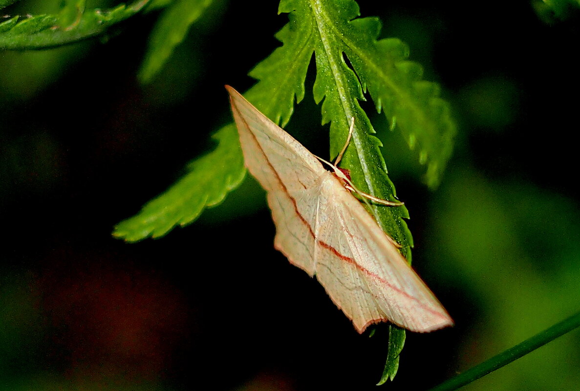 опять про бабочек...3 - Александр Прокудин