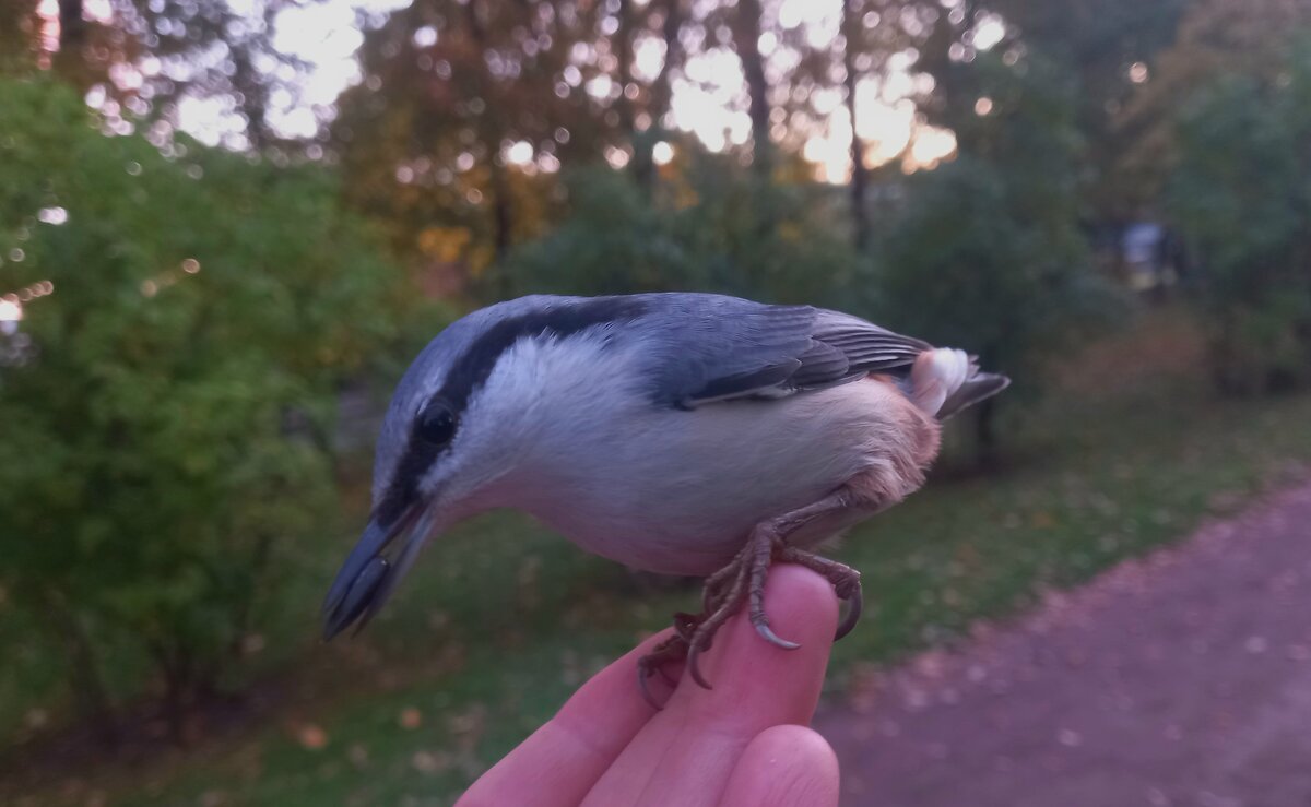 Поползень - Сапсан 
