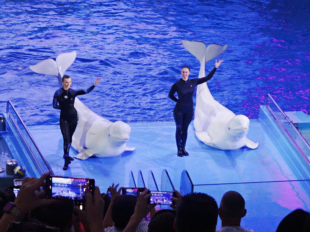 Дельфинарий - Лидия Бусурина