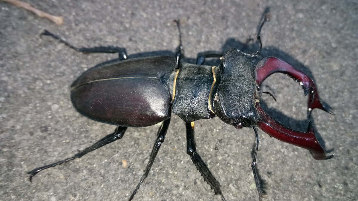 Олень - Андрей Л. В.
