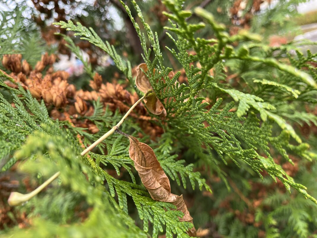 ***не долетевший*** - Olga Oskolkova