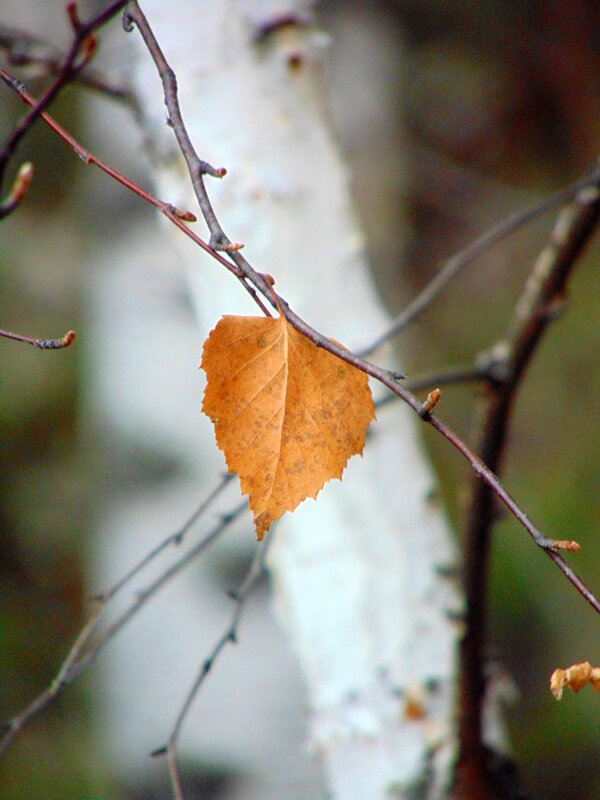 Последний лист осенний. - nadyasilyuk Вознюк