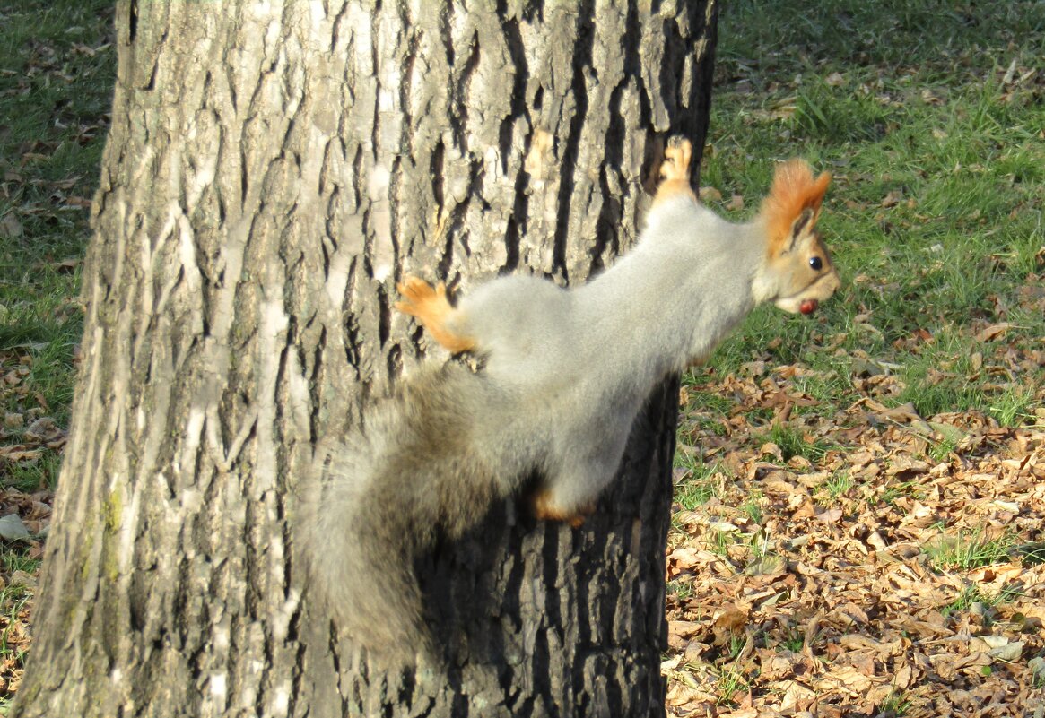 С добычей - Galaelina ***