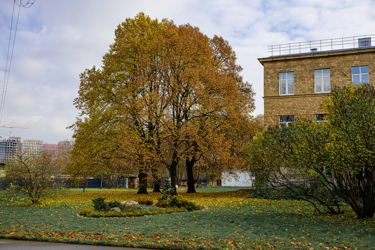 Дерево - Валерий Пославский