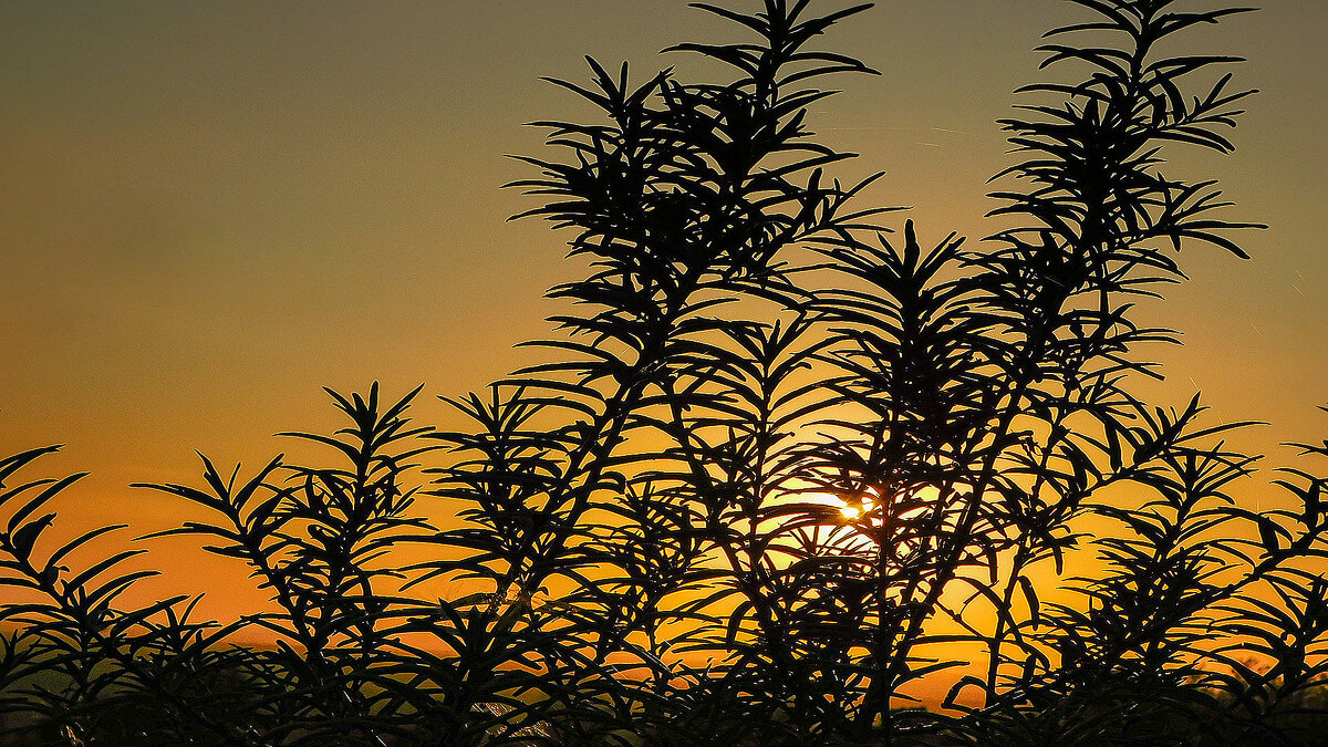 Трава на закате - Владимир Кириченко