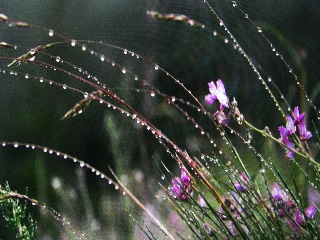 В капельках - Людмила Смородинская