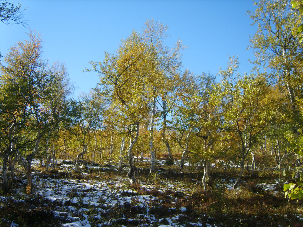Осенние танцы берёз - Галина Ильясова