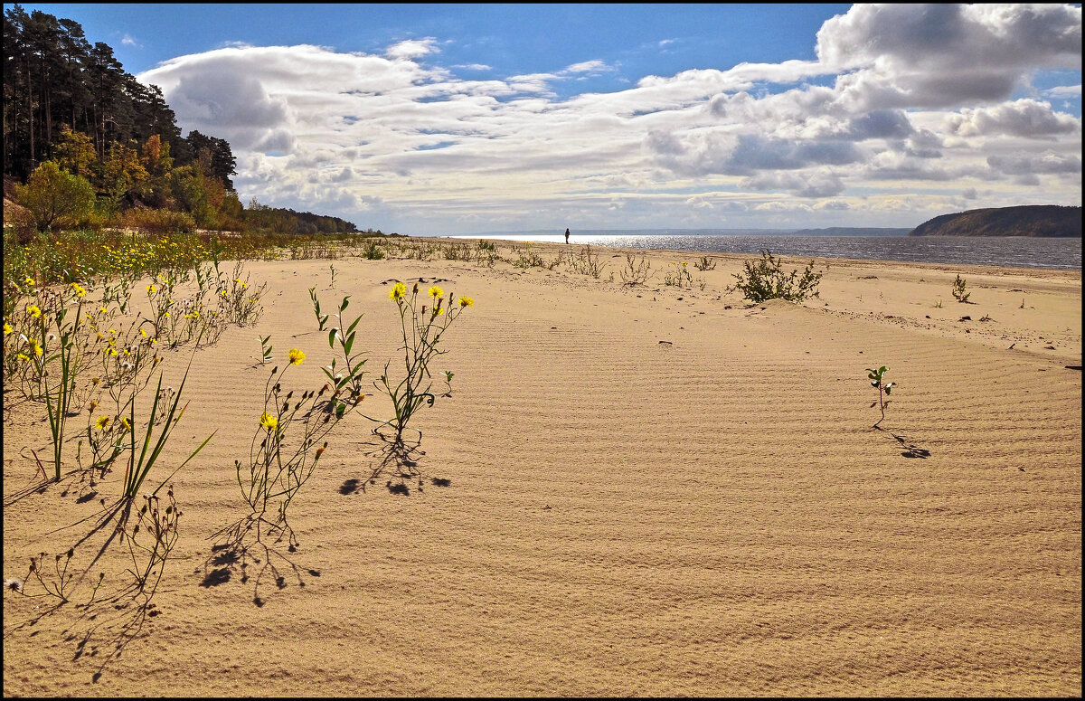 Осенние цветы - **** vedin Осенние цветы - **** vedin