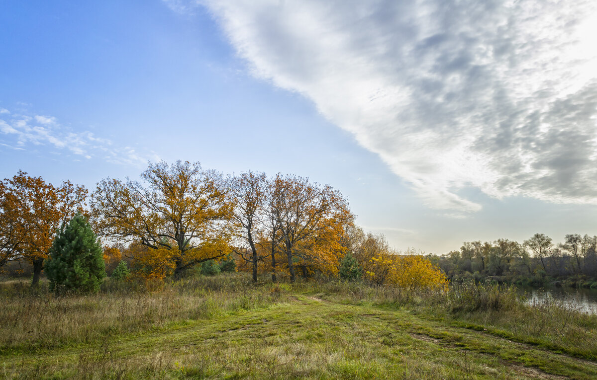 Дубрава на берегу реки - Сергей Цветков
