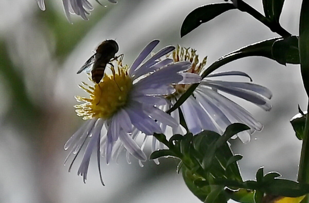 Есть ещё нектар... - Николай Саржанов