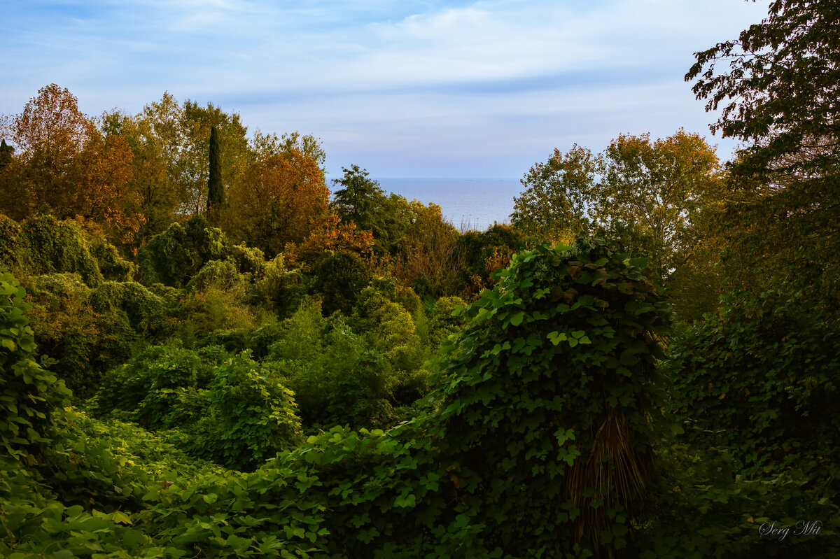 Сочи в ноябре - Сергей Алексеевич Митянин