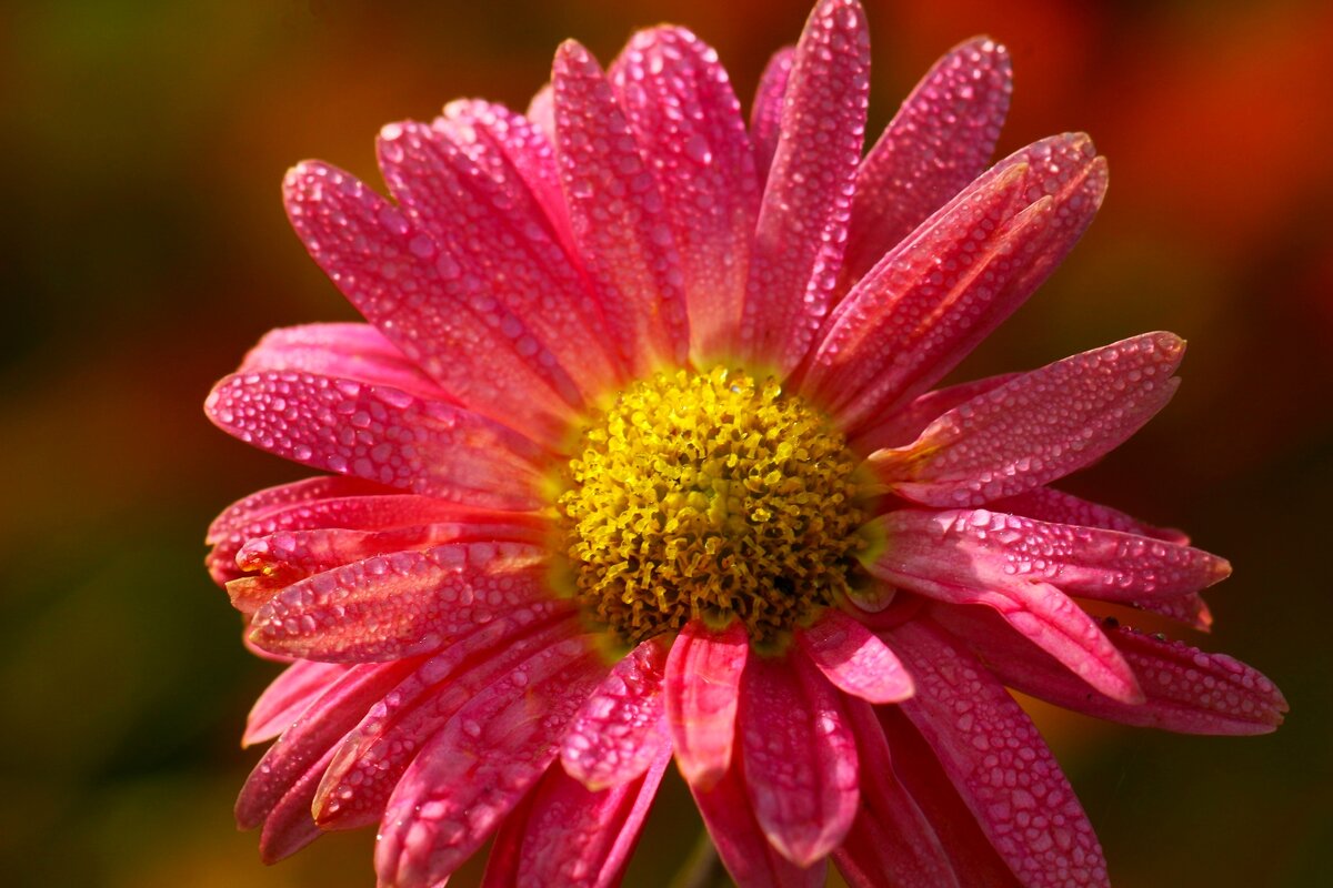 Утро хризантемы - Юрий. Шмаков Утро хризантемы - Юрий. Шмаков