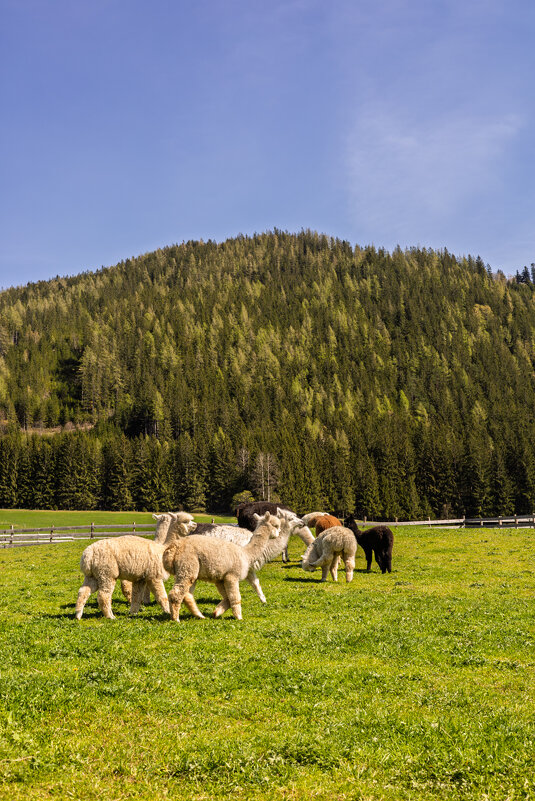 Альпаки - Игорь Сикорский