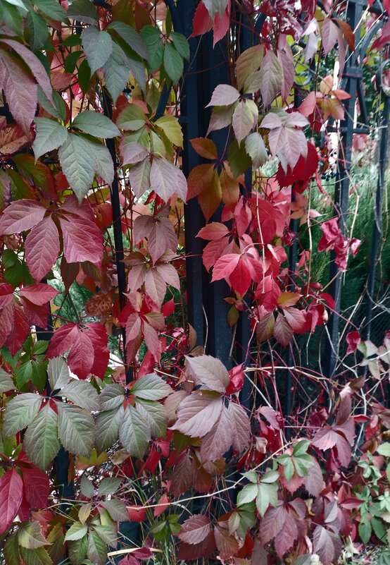 *** - Валентина Береснева