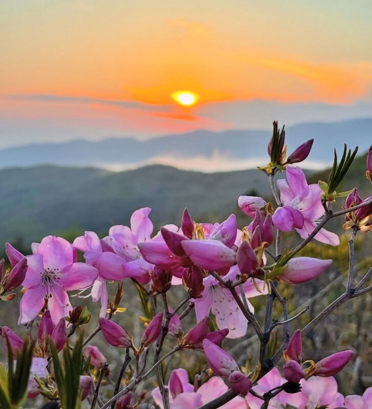 Природа Владивостока - Елена Семигина