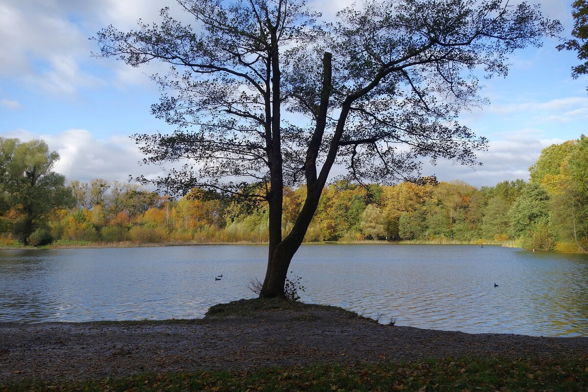Озеро Лесное, Калининград - Рита Симонова