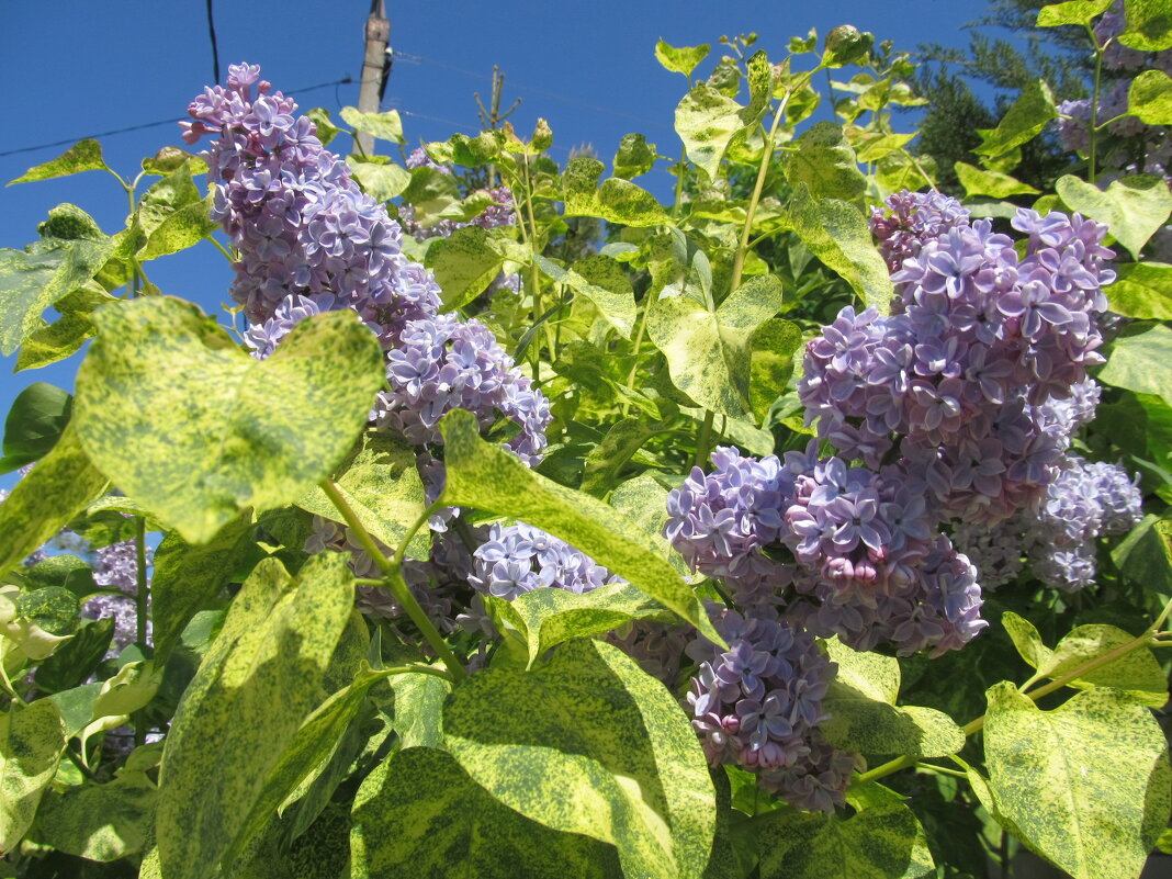 был апрель - Елена Шаламова