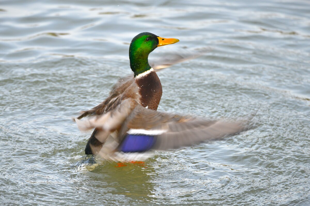 Танцы на воде ... - Константин Анисимов